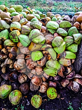 a pile of green and dry coconut shell grafts