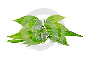 Pile of green tea leaves ilsolated on white