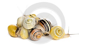 Pile of Grove snails or brown-lipped snails, Cepaea nemoralis