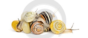 Pile of Grove snails or brown-lipped snails, Cepaea nemoralis