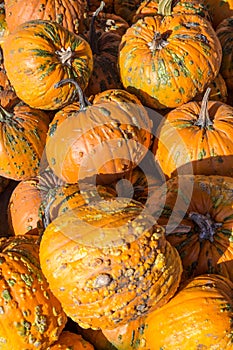 Pile of harvest orange warty pumpkins