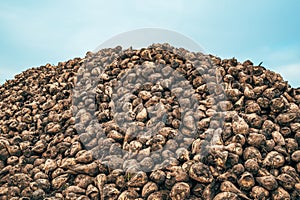 Pile of harvested sugar beet root crops in the field