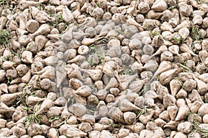 Pile of harvested Sugar Beets