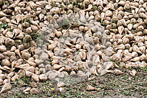 Pile of harvested Sugar Beets at a field