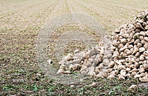 Pile of harvested Sugar Beets at a field