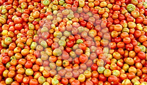 A pile of harvested tomatoes in the field. photo