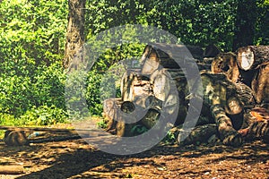 Pile of huge timber logs in the forest