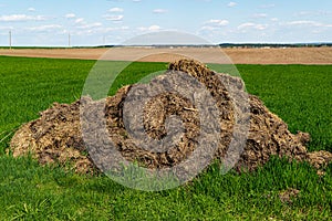 Pile of humus manure on the field to fertilize the field