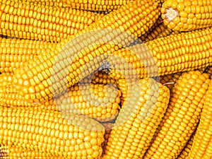 Pile of husked sweet corn cobs