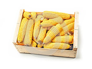 Pile of husked sweet corn cobs in wooden crate