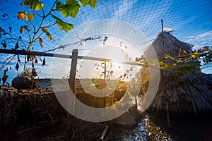 A pile of jute sticks is kept in a damp wet yard