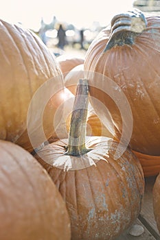 Pumpkins-2019_03