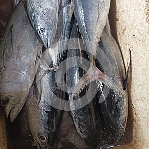 Pile large tuna fish in a box with ice