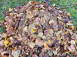 Pile of leaves in autumn in a park