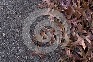 Pile of leaves on the ground background