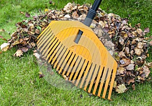 Pile of leaves with rake