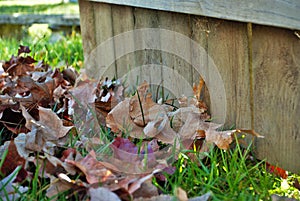 Pile of leaves and a rake leaning against a fence fall background