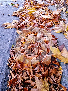 Pile of leaves. Reminds of the imminent autumn.
