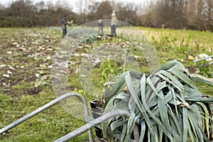 Pile of Leeks in Trolley with Farm Field and People in Background