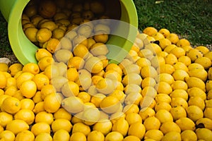 Pile of lemons spilling from a vase, decoration in Menton, the city of Lemons, France