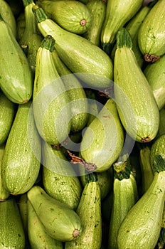 Pile of light green bottle gourds from Turkey