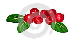 Pile of Lingonberry Red Fruit with Oval Leaves Vector Illustration
