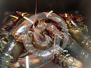 Pile of live lobsters