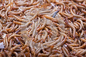 pile of living mealworms larvae