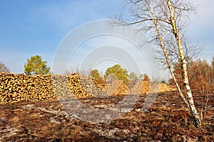 Pile logs