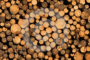 Pile of Logs