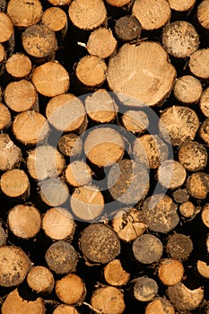 Pile of Logs