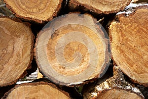 Pile of logs