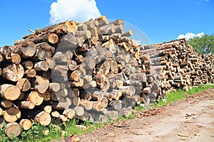 A pile of logs