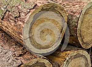 Pile of logs of conifer trees ready for cutting, close-up