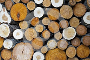 Pile of logs cut from colorful aspens, birches, alders  background photo