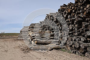 Pile of logs, cutted down forest wood.