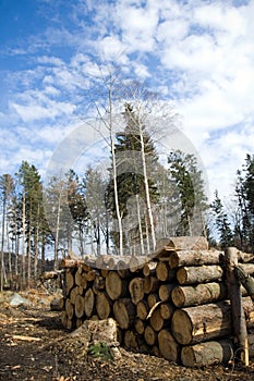 Pile of logs in deforestation area in forest