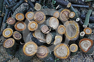 A pile of logs in the garden