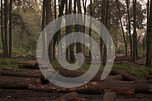 pile of logs from logging in the forest