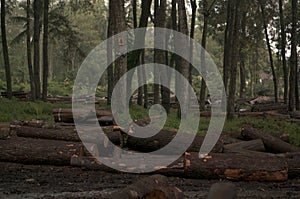 pile of logs from logging in the forest