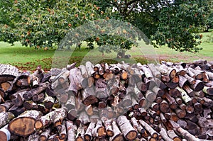 Pile of logs in an orchard