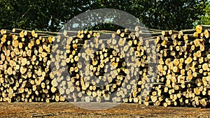 Pile of logs at the port ready for loading to ships