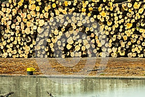 Pile of logs at the port ready for loading to ships