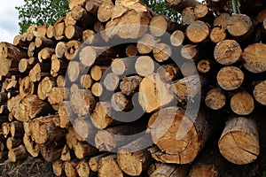 Pile of logs sawed edge pattern wooden sawmill base natural brown