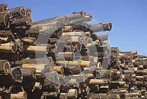 A pile of logs tagged for processing at a lumber mill in Willits, California