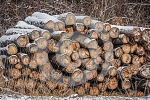 Pile of logs in winter - timber lumber building wood