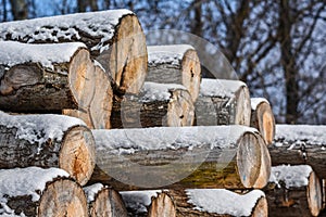 Pile of logs in winter - timber lumber building wood