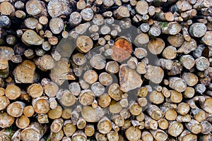 Pile of logs for wood texture background