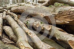 Pile of lumber