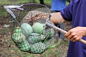 Mango in long handled fruit picker photo